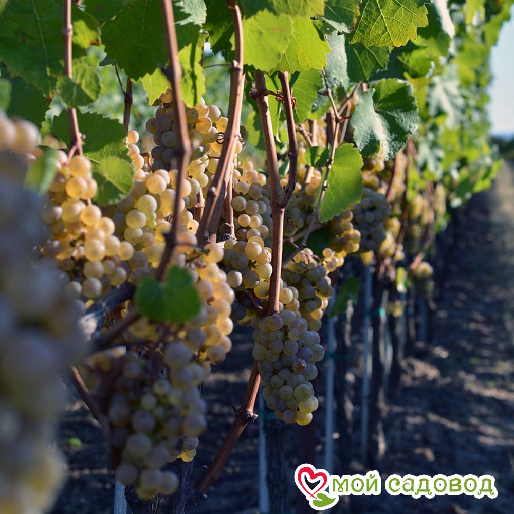 Виноград Рислинг рейнский