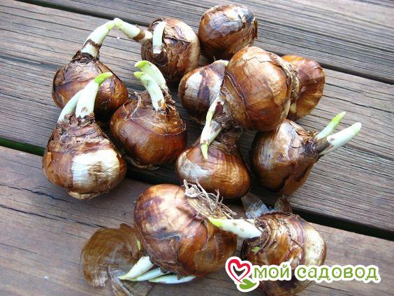 Нарцисс Гарден Лэджент